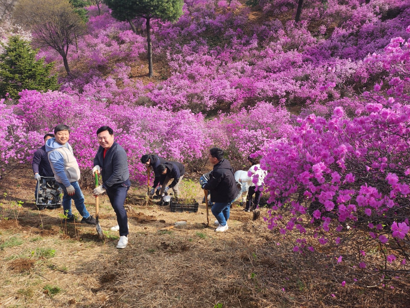 식목일 맞이 진달래 심기 행사3.jpg